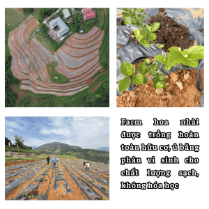 Set Luc Tra Hoa Nhai 1